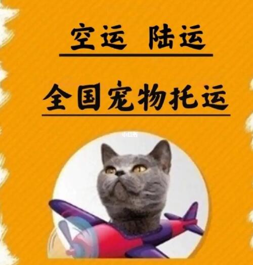 缅因猫简介 缅因猫图片 缅因猫多少钱一只