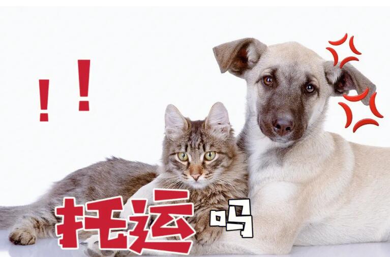 缅因猫简介 缅因猫图片 缅因猫多少钱一只