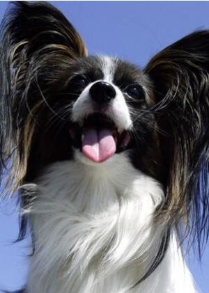 宠物狗最受欢迎的15只品种